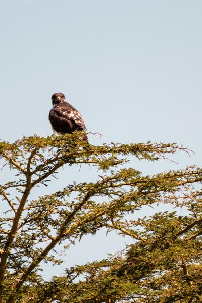 Barut ward, Kenya