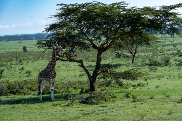 Barut ward, Kenya
