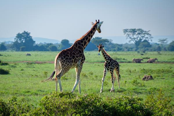 Barut ward, Kenya