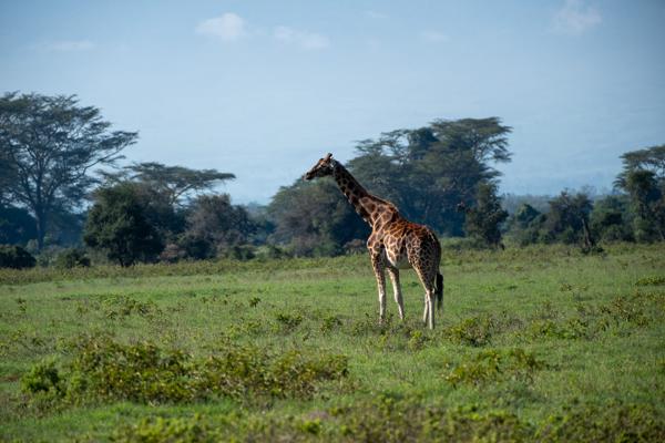 Barut ward, Kenya
