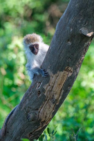 Barut ward, Kenya
