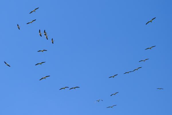 Barut ward, Kenya