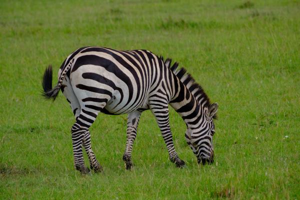 Siana ward, Kenya
