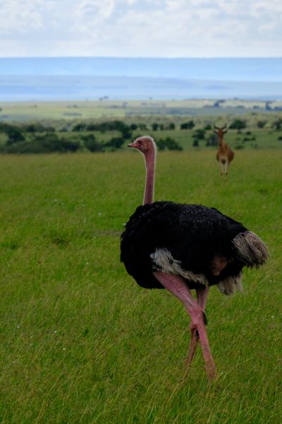 Siana ward, Kenya