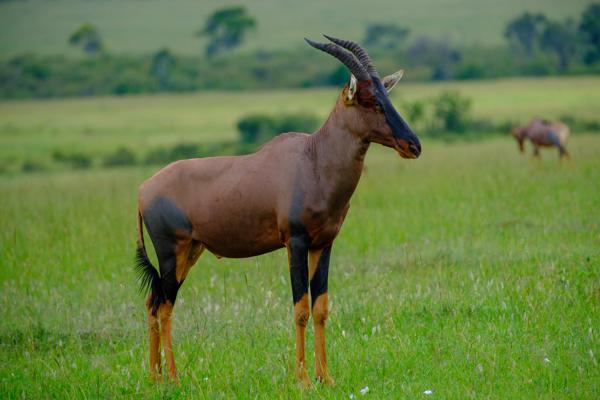 Siana ward, Kenya