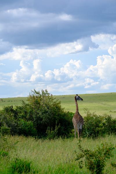 Siana ward, Kenya