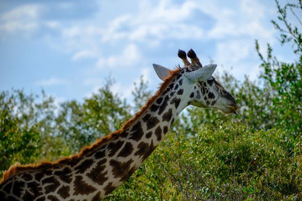 Siana ward, Kenya