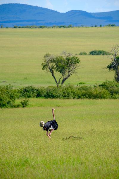 Siana ward, Kenya