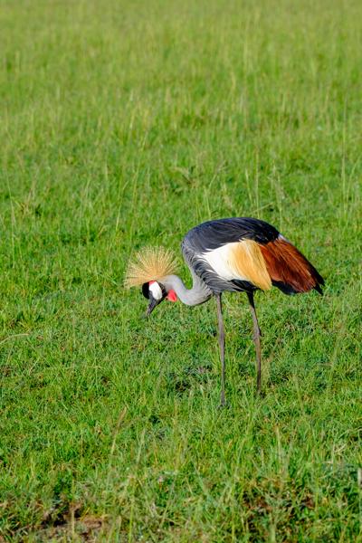Siana ward, Kenya
