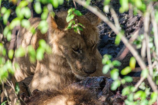Siana ward, Kenya