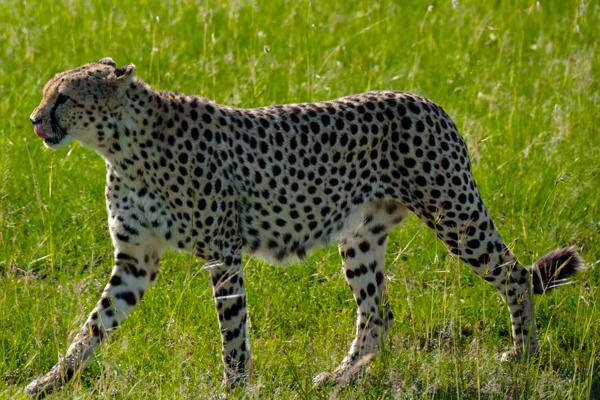 Siana ward, Kenya