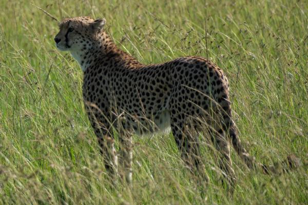Siana ward, Kenya