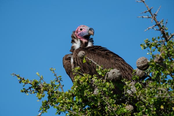 Siana ward, Kenya