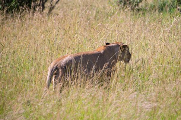 Siana ward, Kenya