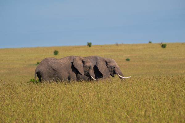 Siana ward, Kenya