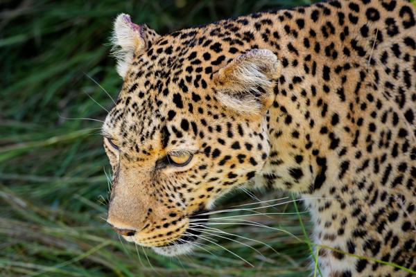 Siana ward, Kenya