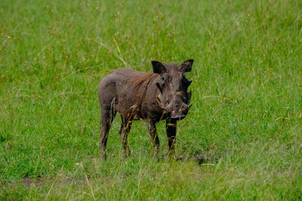 Siana ward, Kenya