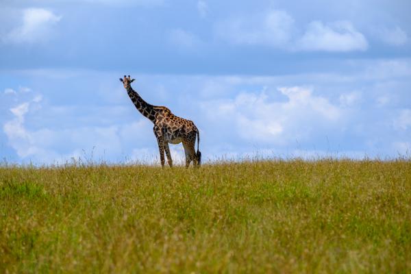 Siana ward, Kenya