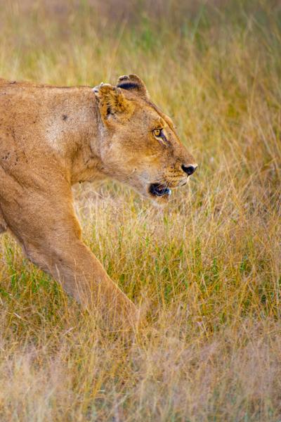 Tanzania