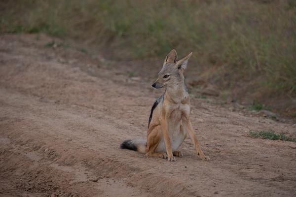 Tanzania