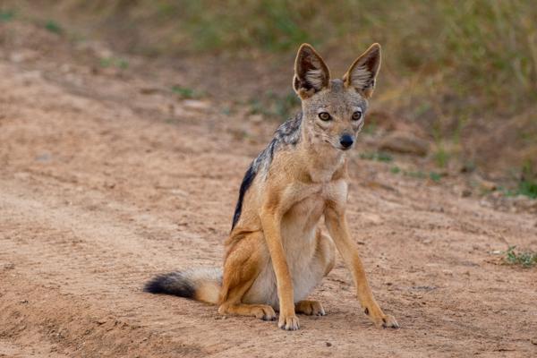 Tanzania