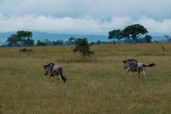 Tanzania