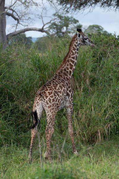 Tanzania