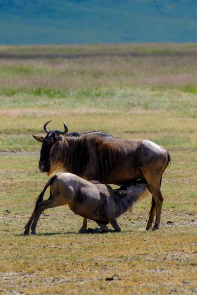 Tanzania