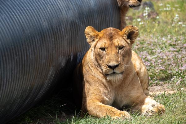Tanzania
