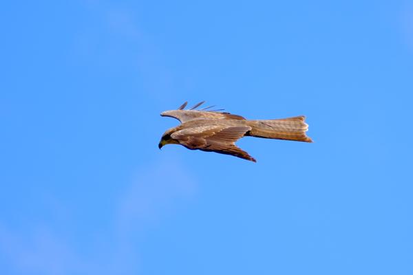 Tanzania
