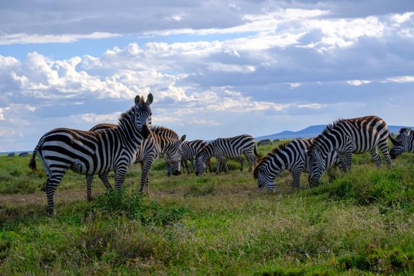 Robanda, Tanzania