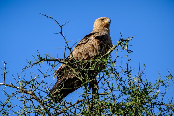 Robanda, Tanzania