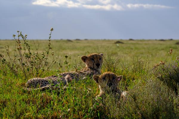 Robanda, Tanzania