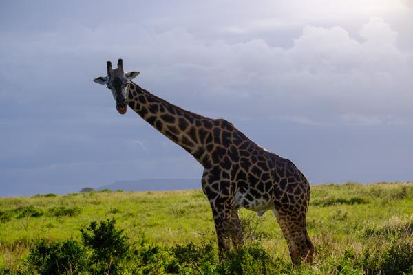 Robanda, Tanzania