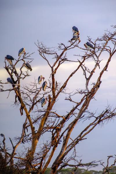 Seronera, Tanzania