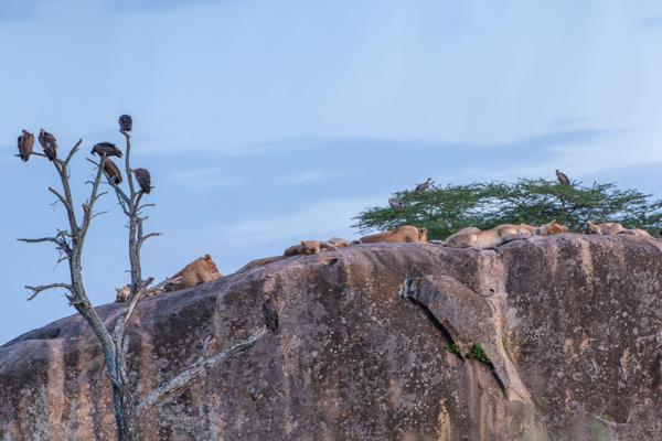 Seronera, Tanzania