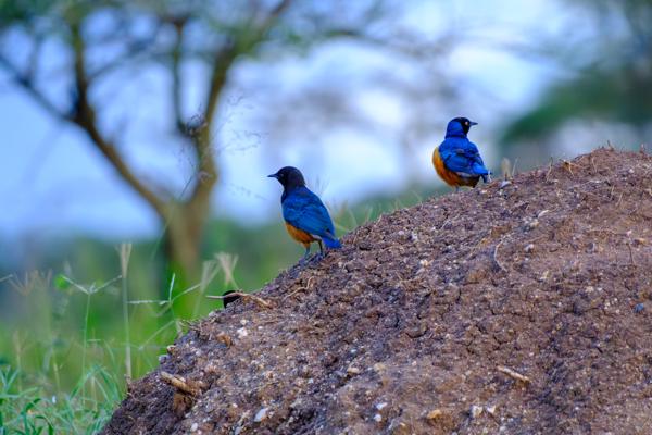 Seronera, Tanzania