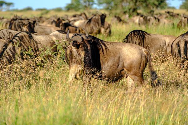 Tanzania