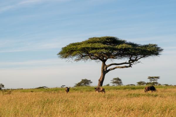 Tanzania