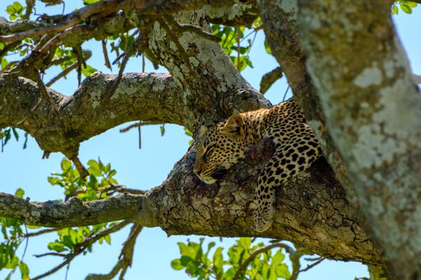Tanzania