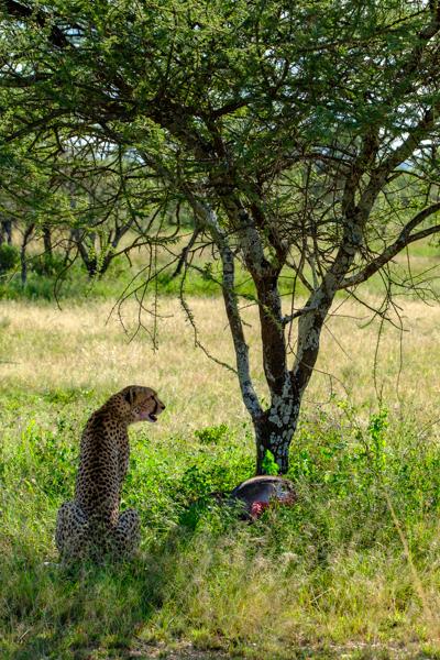 Seronera, Tanzania