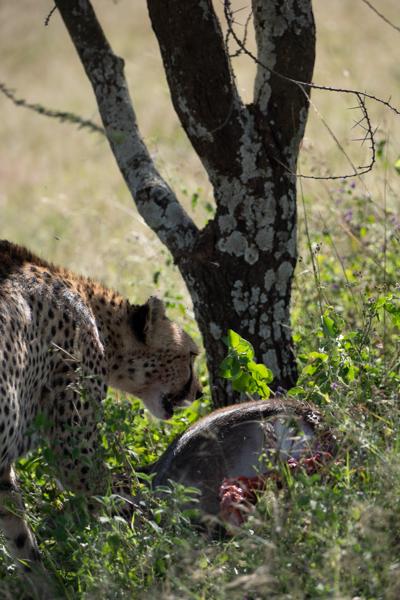 Seronera, Tanzania