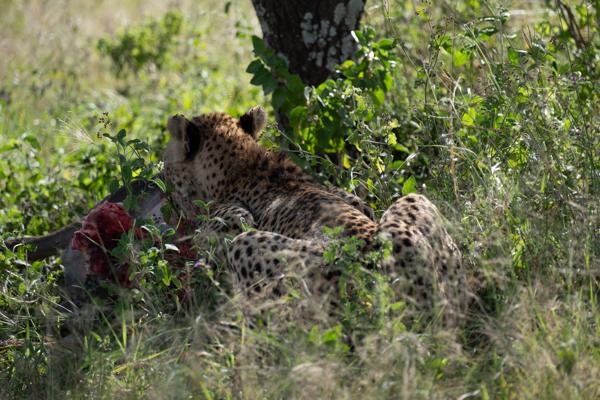 Seronera, Tanzania