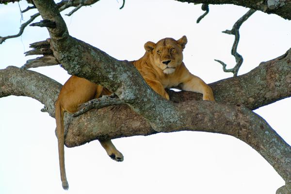 Seronera, Tanzania