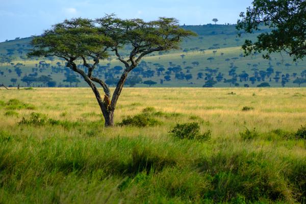 Tanzania