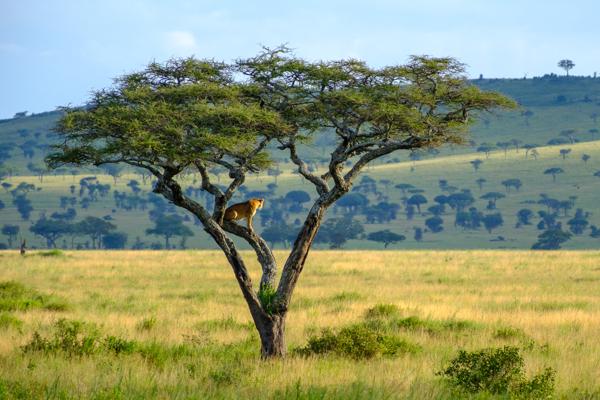Tanzania