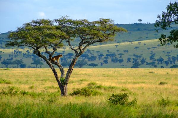 Tanzania