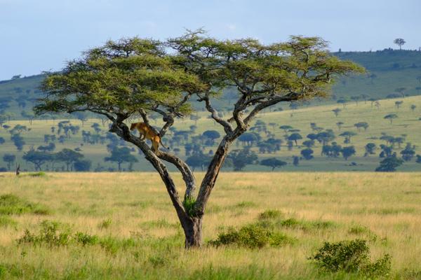 Tanzania