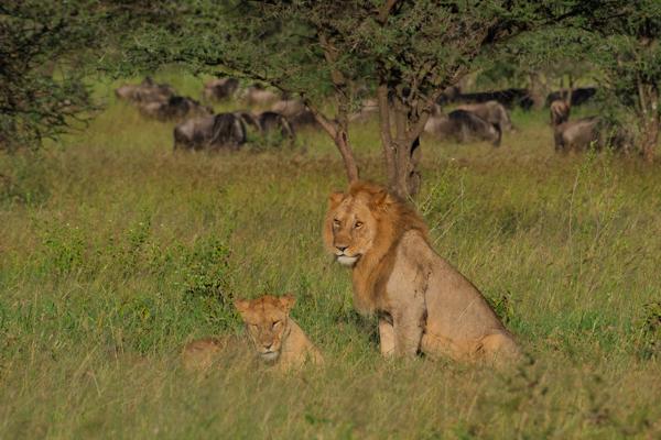 Seronera, Tanzania