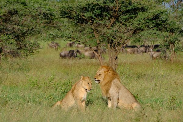 Seronera, Tanzania
